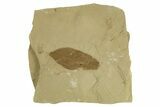 Eocene Fossil Leaf (Beilschmiedia) - Green River Formation, Utah #331859-1